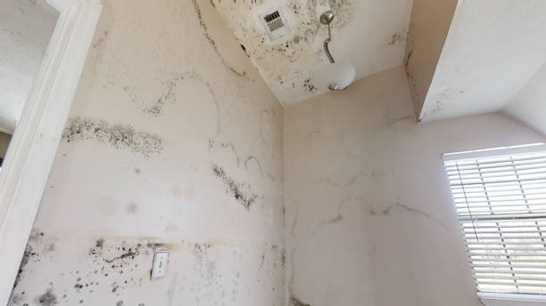 Best Air Quality Testing for Mold Spores  in Irwin, SC