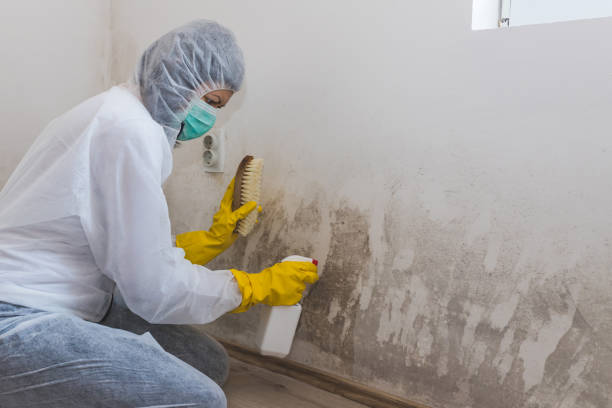 Best Commercial Mold Inspection  in Irwin, SC