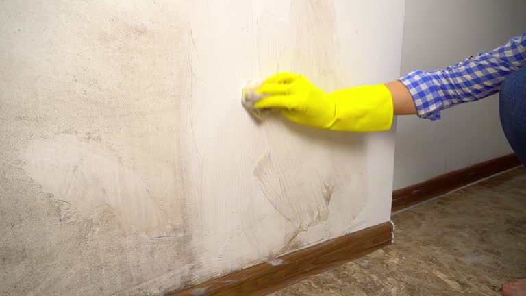 Best Black Mold Removal  in Irwin, SC