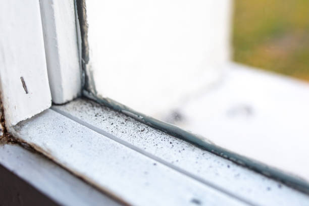Best Post-Construction Mold Inspection  in Irwin, SC