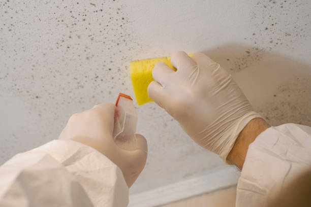 Best Mold Prevention Services  in Irwin, SC