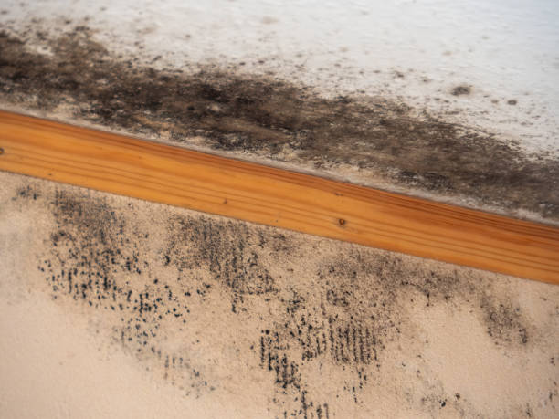 Best Industrial Mold Remediation  in Irwin, SC