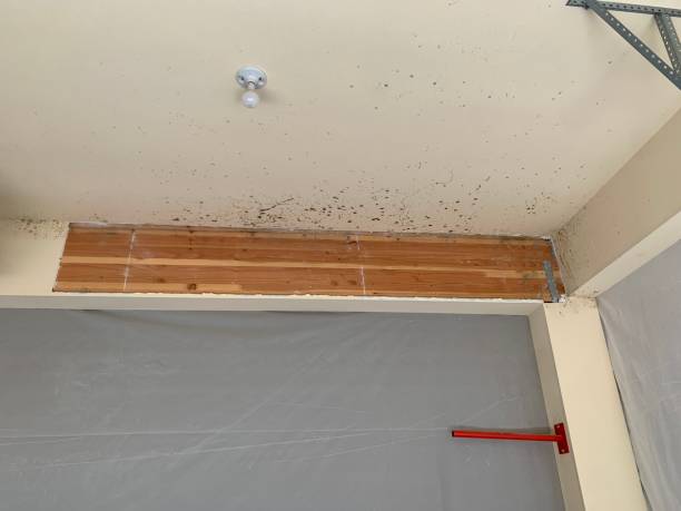 Best Basement Mold Removal  in Irwin, SC