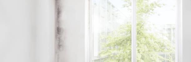 Best Mold Remediation for Rental Properties  in Irwin, SC
